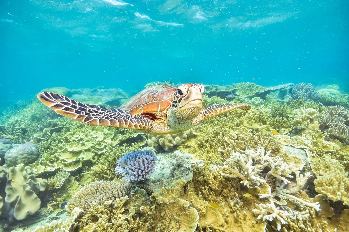 les-tresors-sous-marins-de-la-grande-barriere-de-corail-en-australie