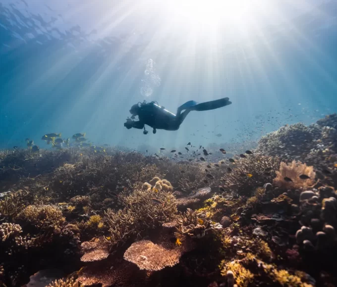 Les meilleures plongées : Découvrez les trésors sous-marins des Antilles !