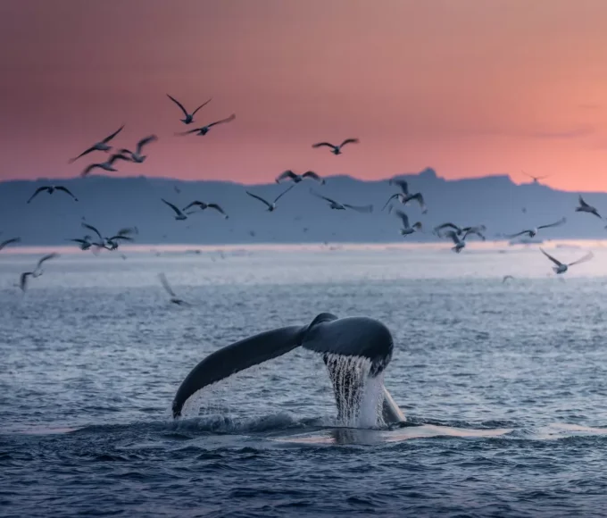 observation-des-baleines-les-meilleures-destinations-mondiales-pour-cette-rencontre-unique