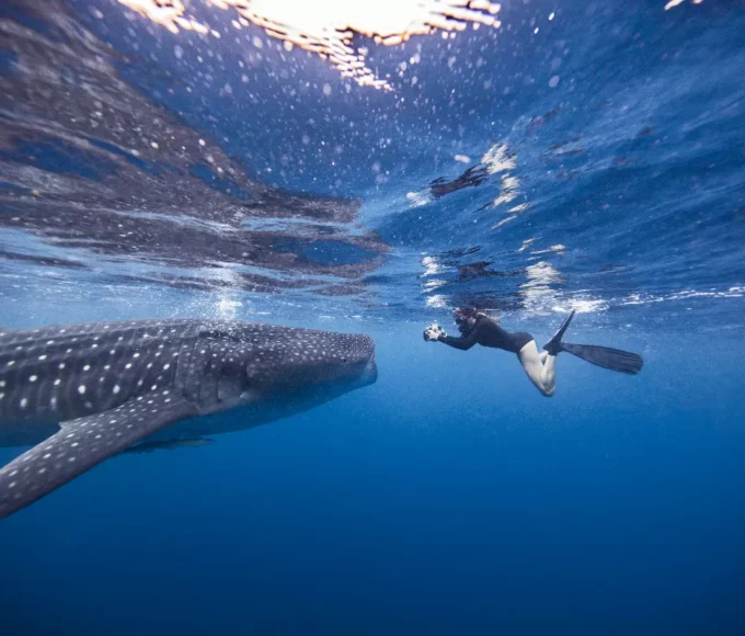 plongee-avec-les-requins-aux-bahamas-une-aventure-pour-les-plus-courageux
