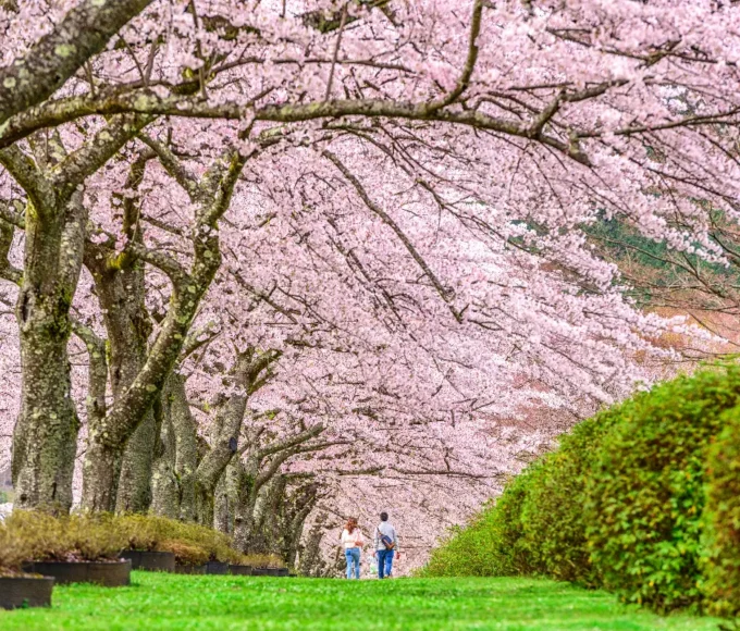 top-5-des-experiences-uniques-a-vivre-au-japon