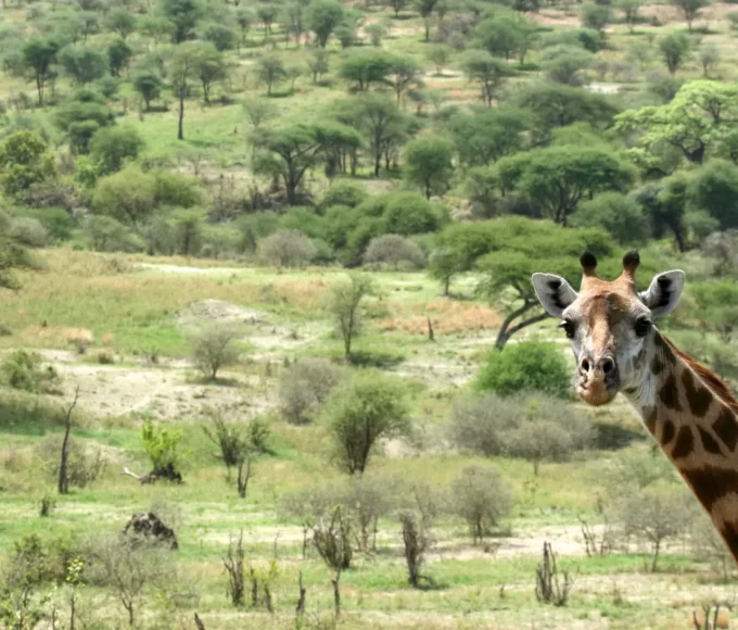 aventure-en-safari-dans-le-parc-national-de-serengeti-en-tanzanie-observation-des-grands-troupeaux-danimaux-sauvages