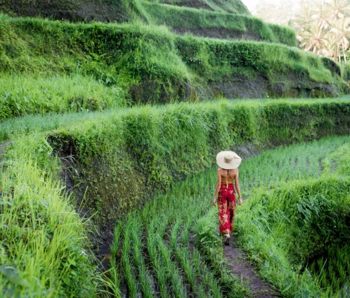 decouverte-des-rizieres-en-terrasses-de-bali-emerveillement-devant-les-paysages-sculptes-par-la-main-de-lhomme