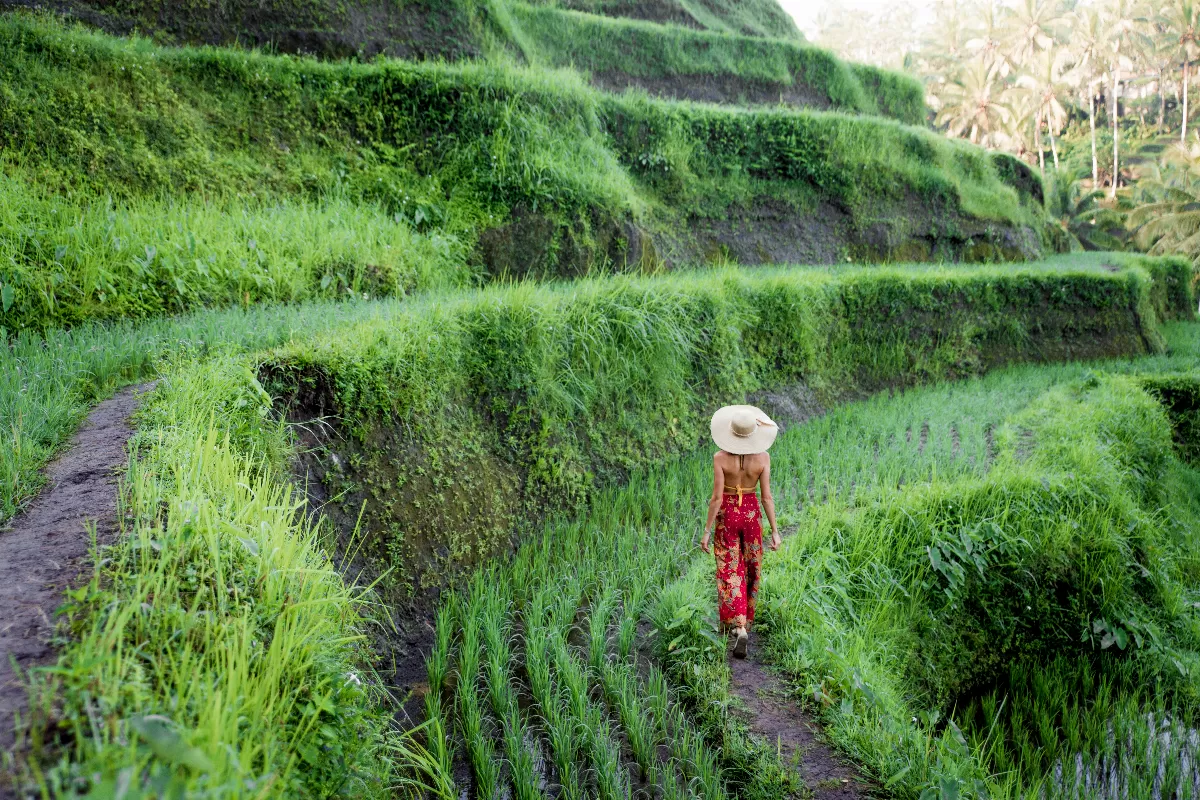 decouverte-des-rizieres-en-terrasses-de-bali-emerveillement-devant-les-paysages-sculptes-par-la-main-de-lhomme