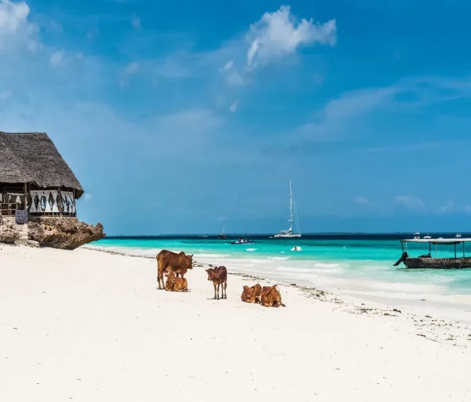 plages-de-reve-et-paradis-tropical-plongez-dans-levasion-absolue-a-zanzibar
