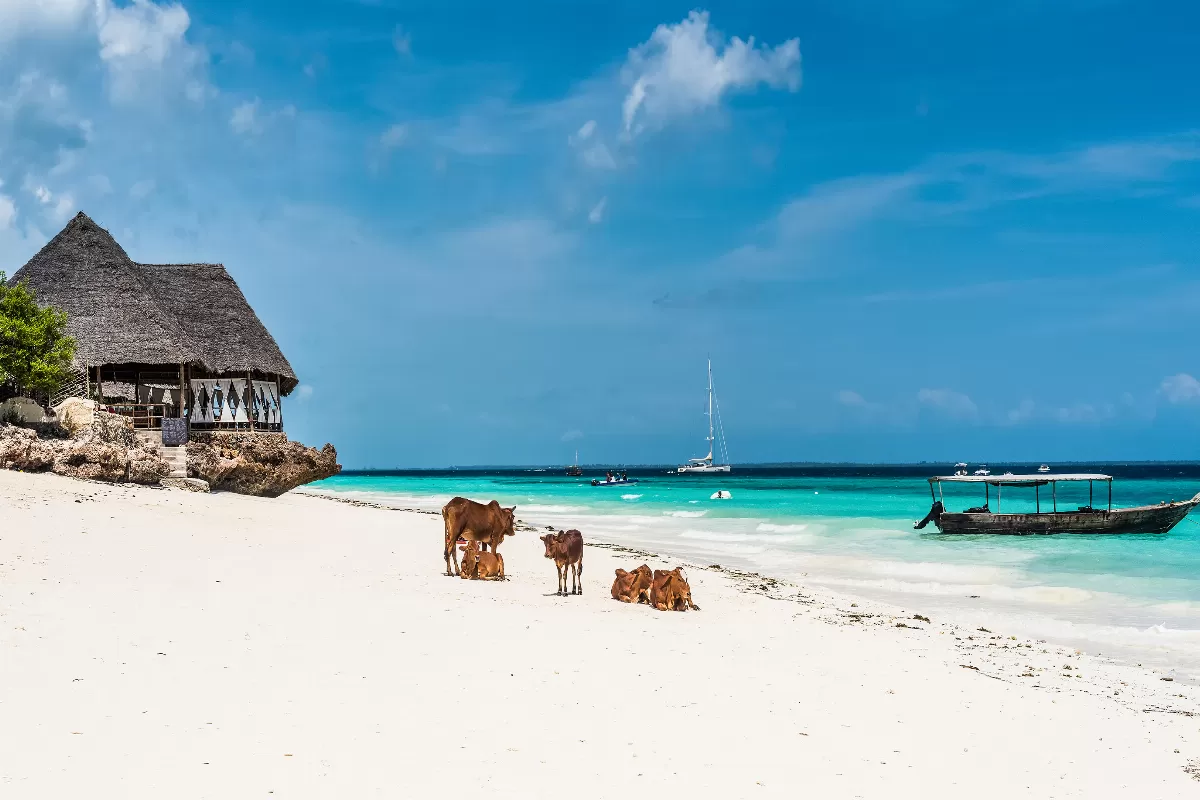 plages-de-reve-et-paradis-tropical-plongez-dans-levasion-absolue-a-zanzibar