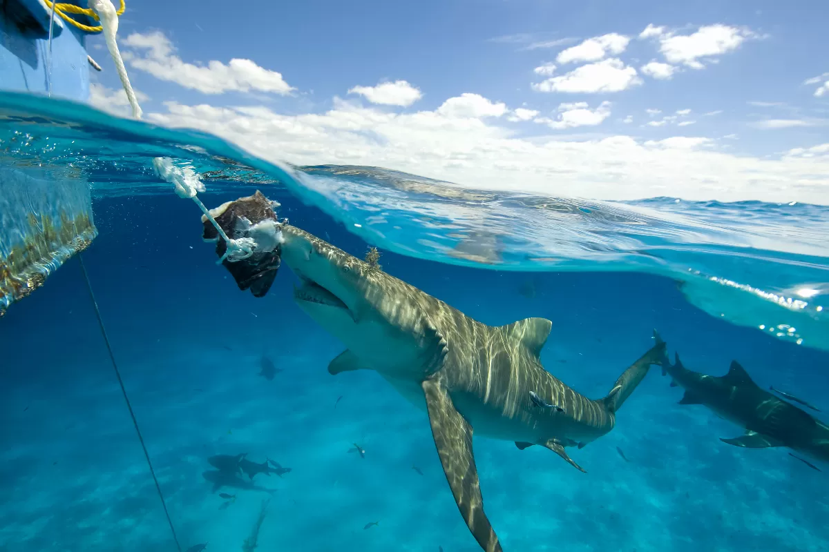 plongee-avec-les-requins-tigres-aux-bahamas-aventure-sous-marine-au-coeur-de-locean-atlantique