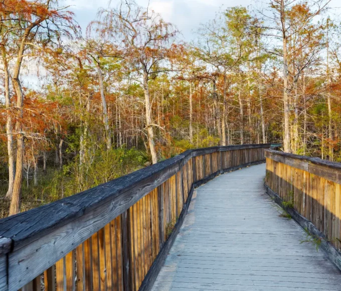 safari-en-bateau-dans-le-parc-national-des-everglades-en-floride-rencontre-avec-les-alligators-et-les-oiseaux-exotiques