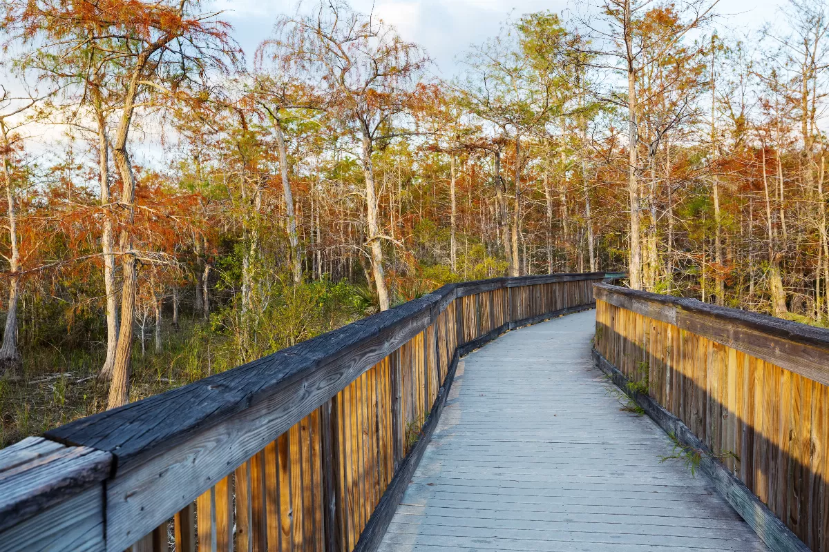 safari-en-bateau-dans-le-parc-national-des-everglades-en-floride-rencontre-avec-les-alligators-et-les-oiseaux-exotiques