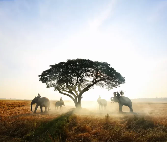 safari-photo-au-kenya-rencontre-avec-la-faune-sauvage-dans-les-reserves-naturelles-preservees