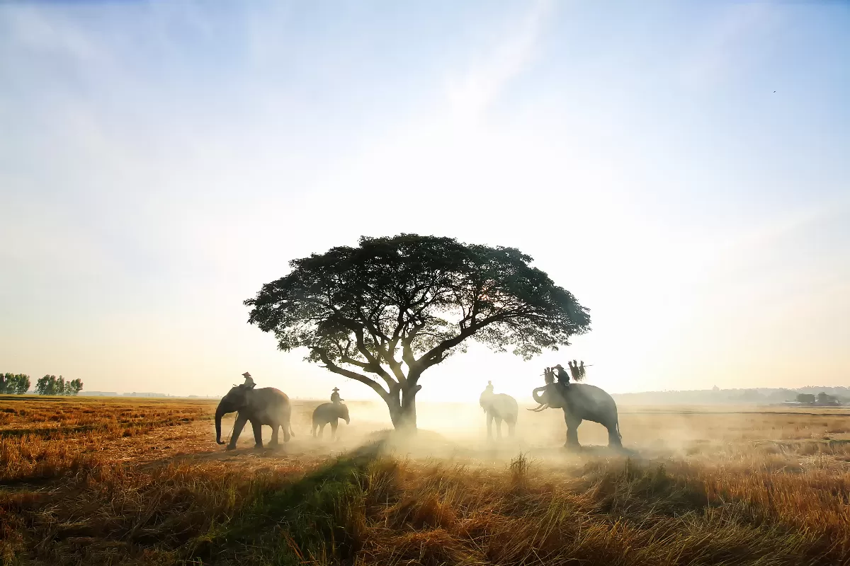 safari-photo-au-kenya-rencontre-avec-la-faune-sauvage-dans-les-reserves-naturelles-preservees