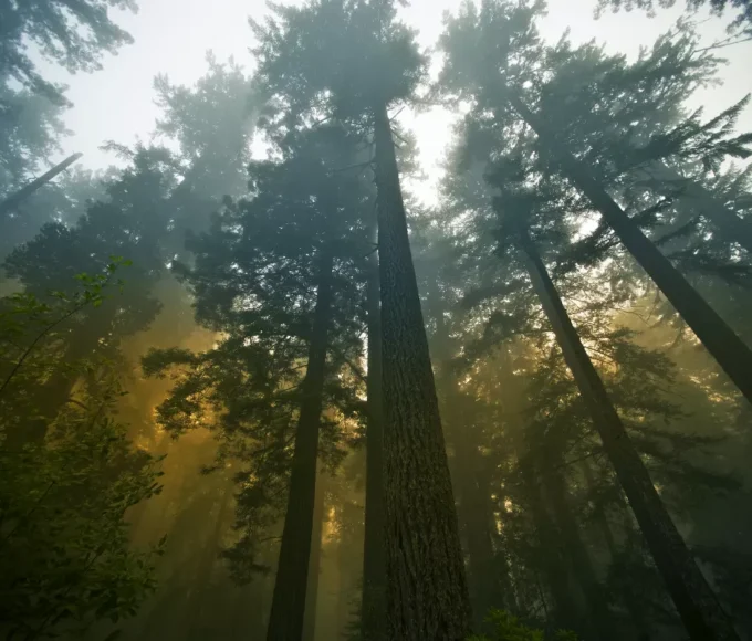 voyager-a-travers-les-plus-grandes-forets-du-monde-immersion-totale-dans-le-vert