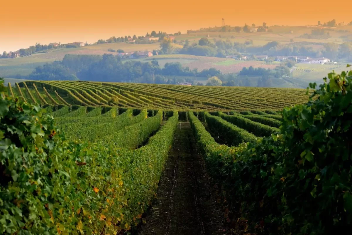 vignobles