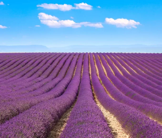 lavande provence