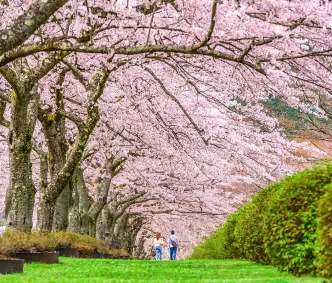 sakura japon