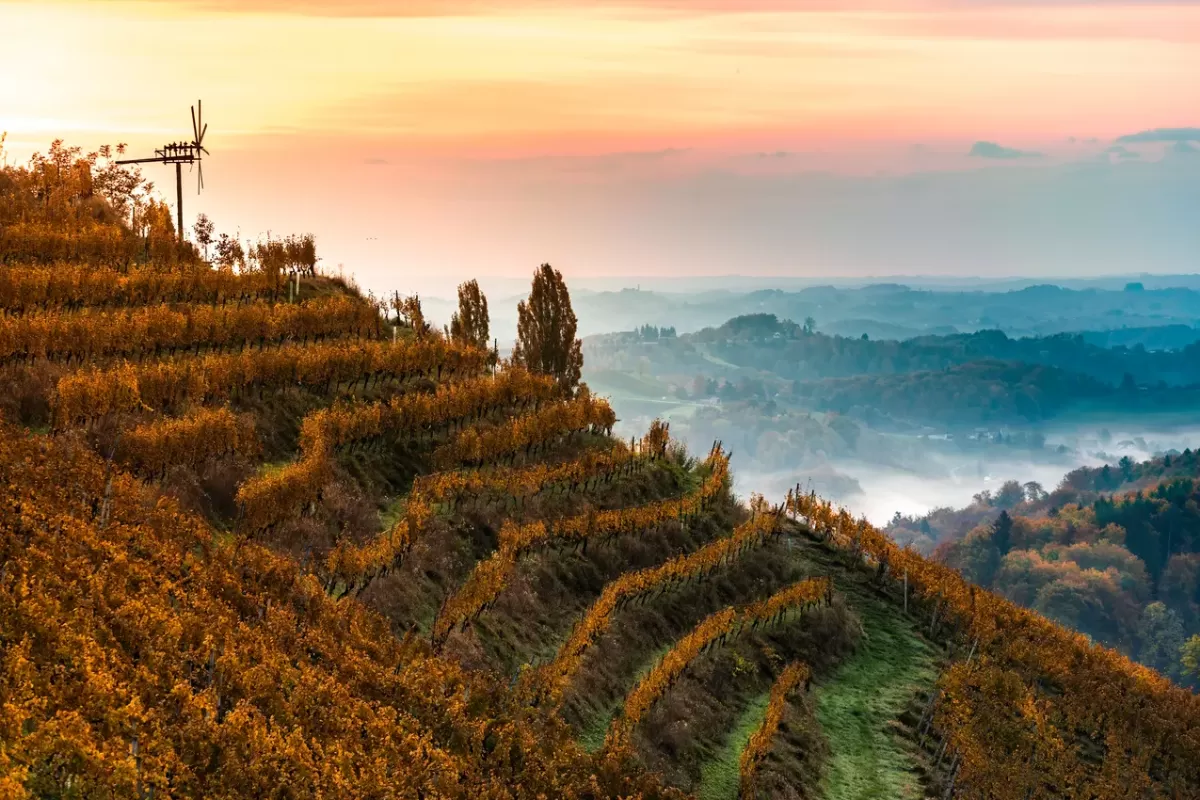 Route des vins