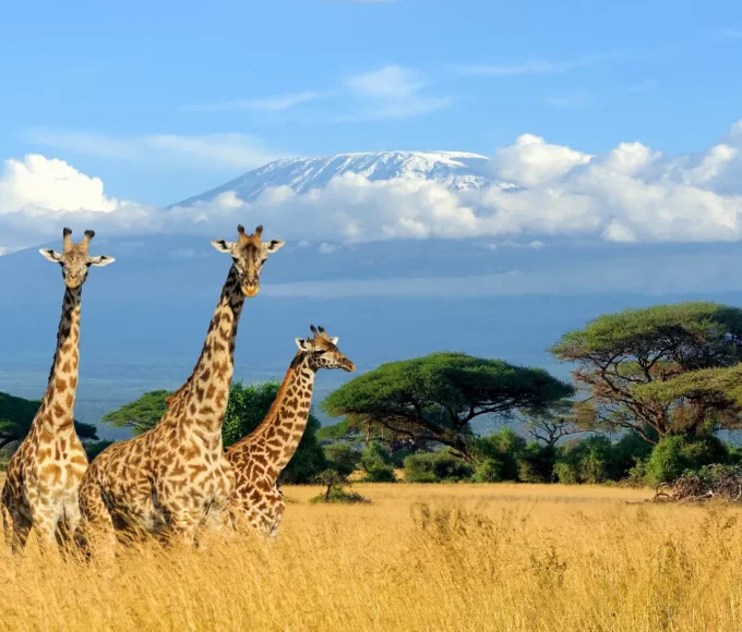 voyager-en-tanzanie-les-lieux-incontournables-pour-un-sejour-reussi