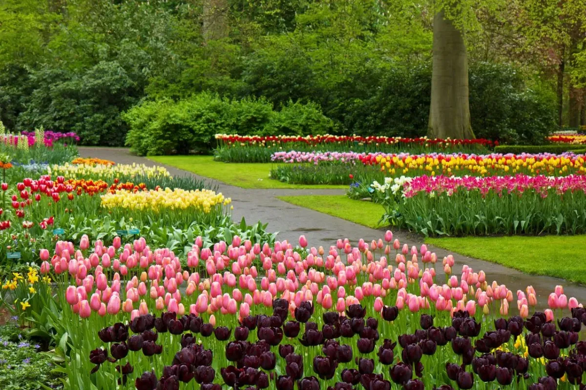 Keukenhof