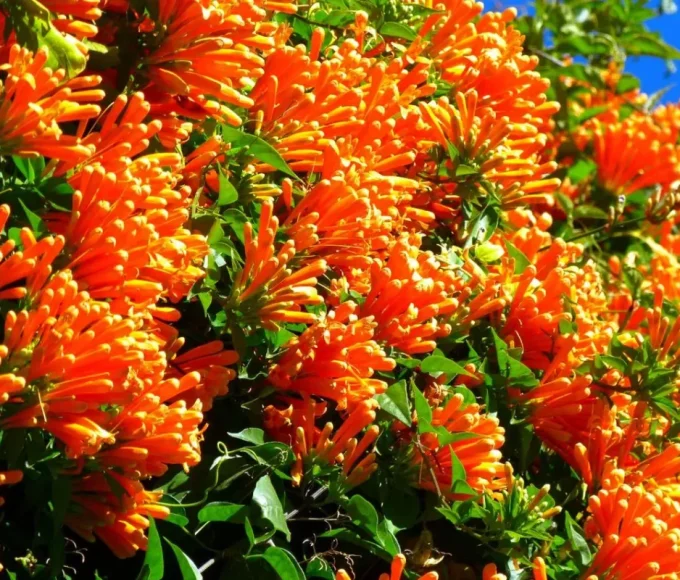 Val Rahmeh botanical garden