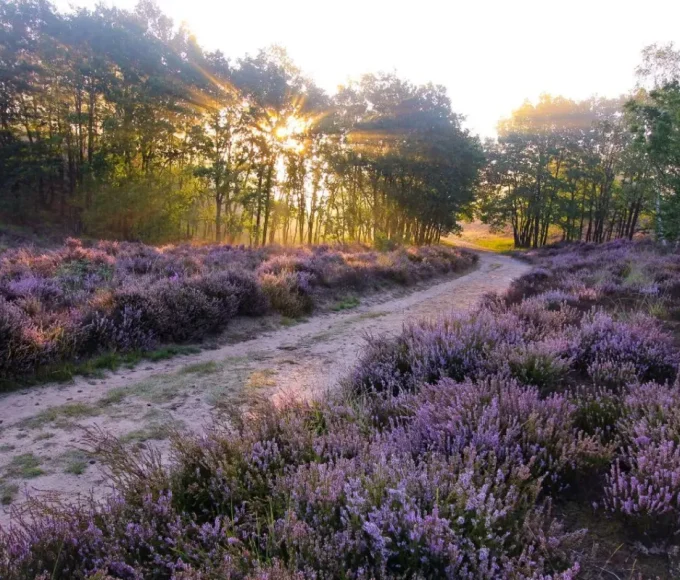 Parc national de la Haute Campine