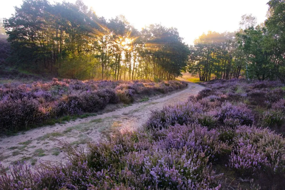 Parc national de la Haute Campine