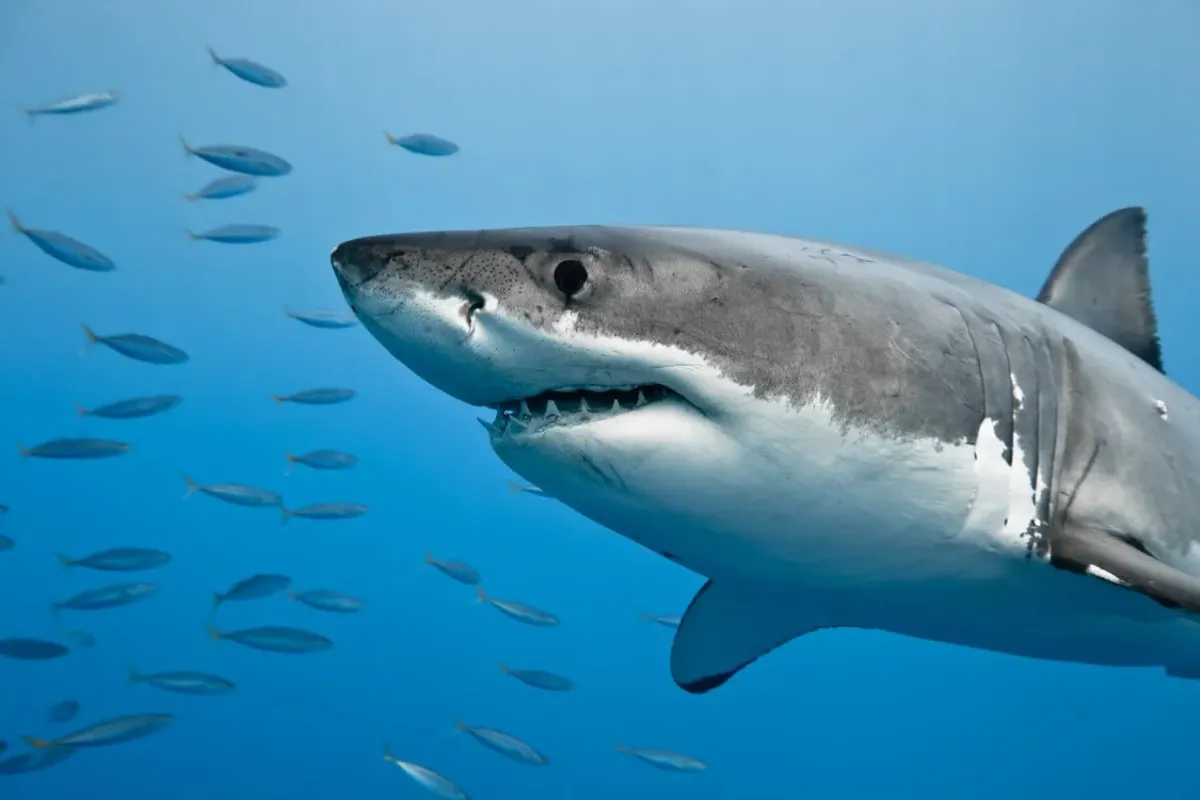 grand requin blanc