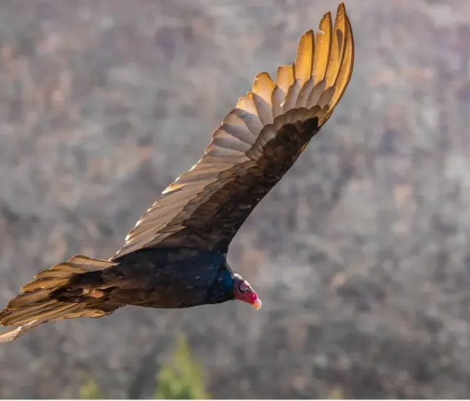 randonnée des vases