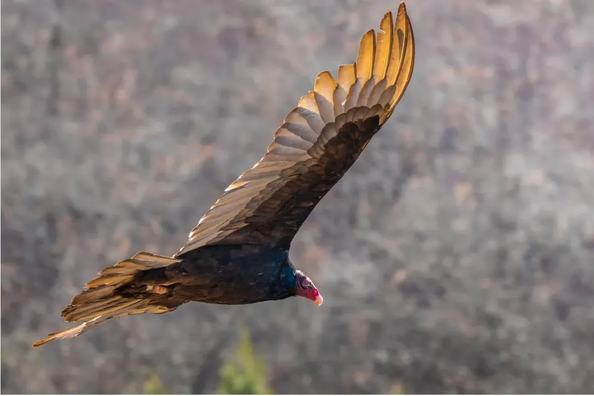 randonnée des vases