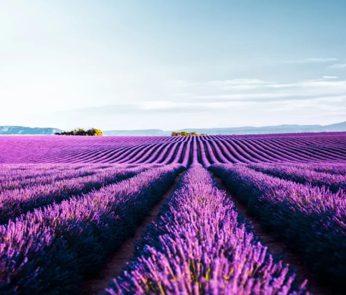 Valensole