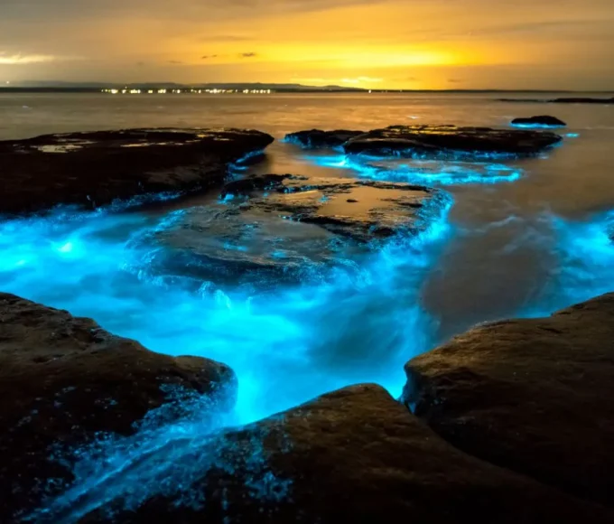 plages bioluminescentes