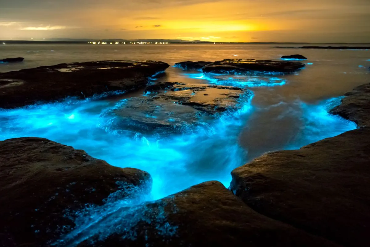 plages bioluminescentes