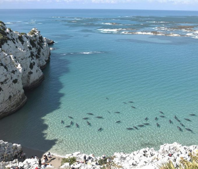 Cette île peu connue de Bretagne est le spot parfait pour observer des dauphins
