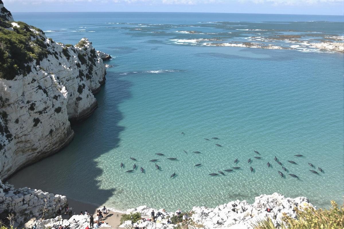 Cette île peu connue de Bretagne est le spot parfait pour observer des dauphins