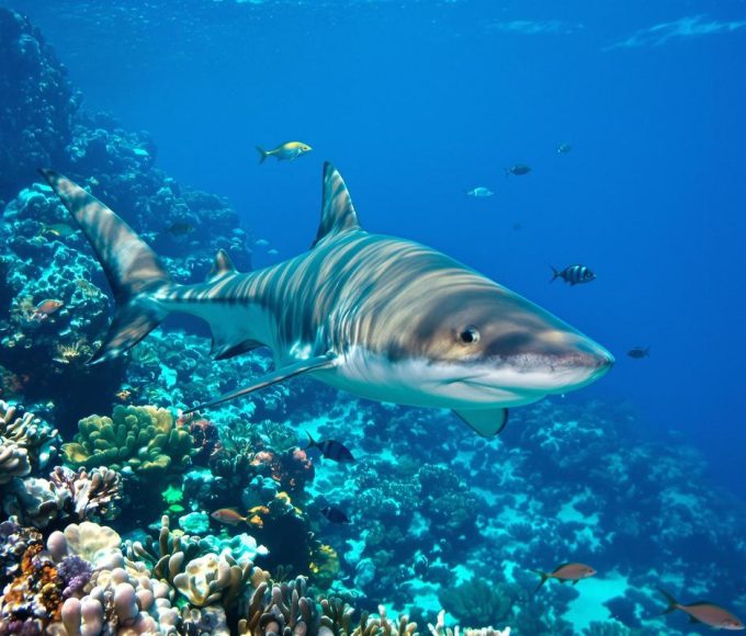 Voici les animaux les plus effrayants et dangereux trouvés aux fidji