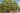 Record botanique mondial : 150 variétés poussent sur ce même arbre incroyable.jpg