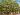 Record botanique mondial : 150 variétés poussent sur ce même arbre incroyable.jpg