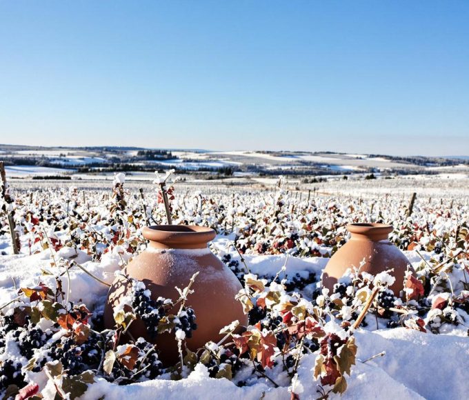 Vin rare : j’ai goûté ce nectar vieilli 4 mois sous la neige et je n’oublierai jamais.jpg