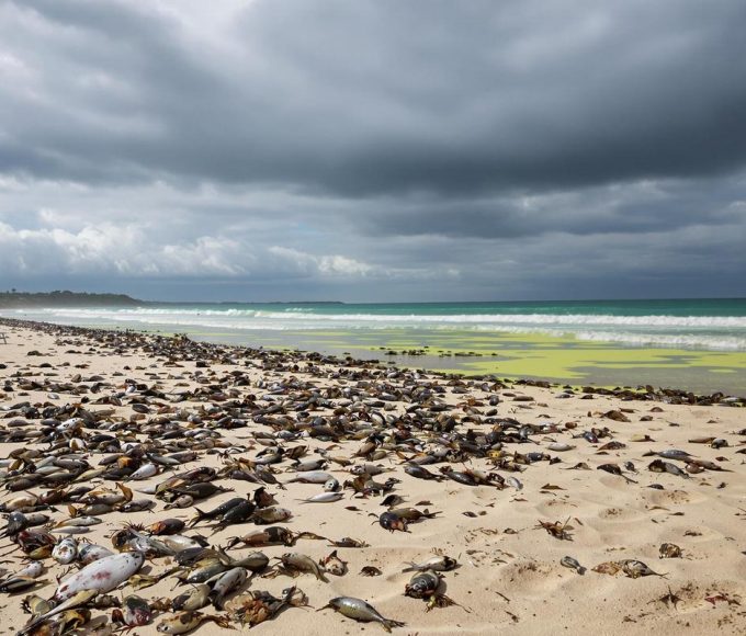 Plages d’Australie en ruine : comment le paradis s’est transformé en désert.jpg